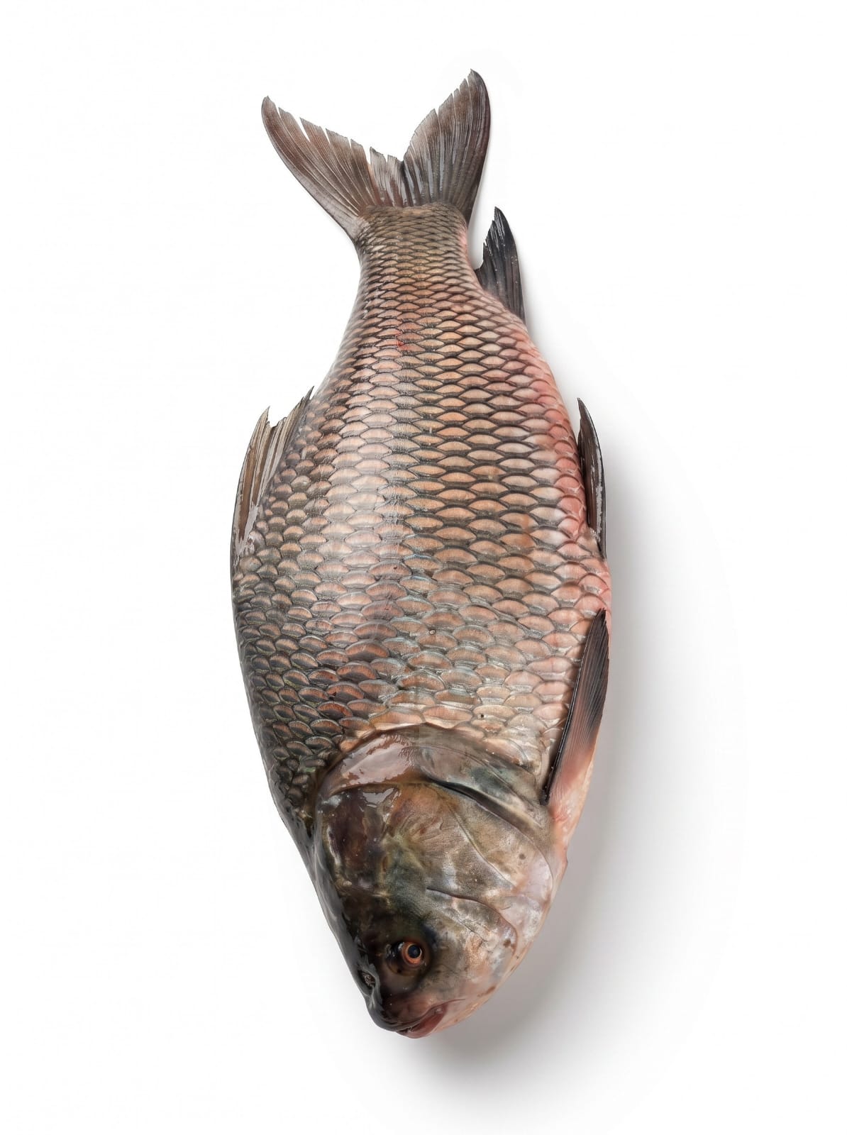 Katol Fish (3-4 Kg Size)(750 Taka Per Kg)